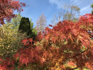 trees and a blue sky