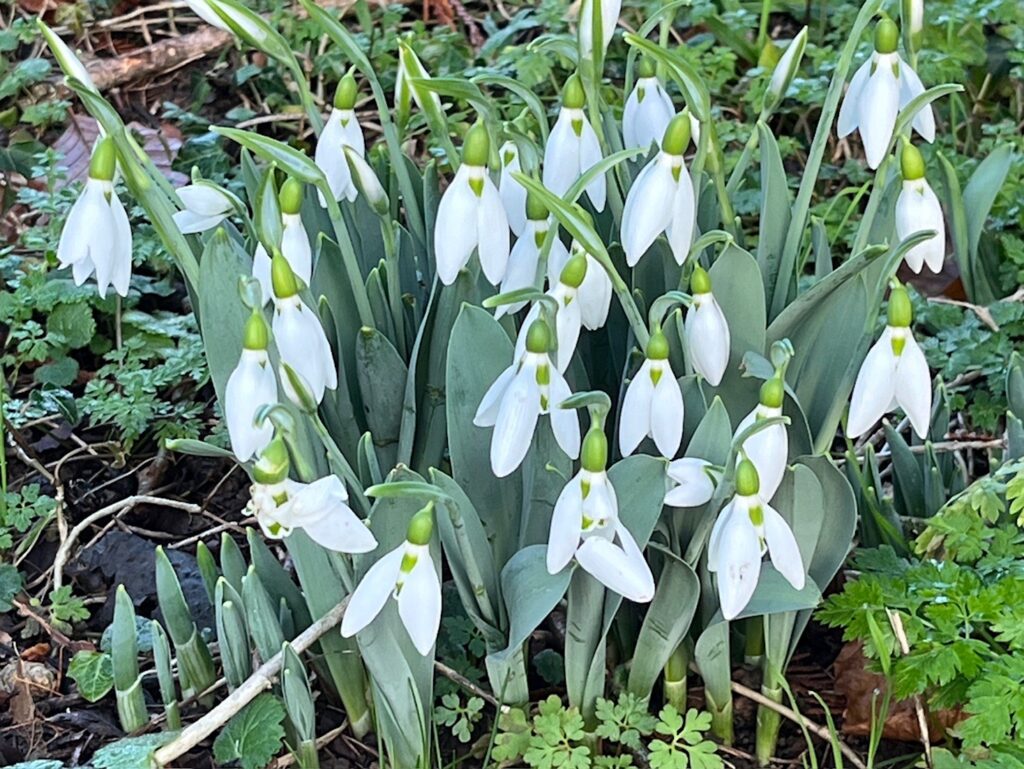 snowdrops